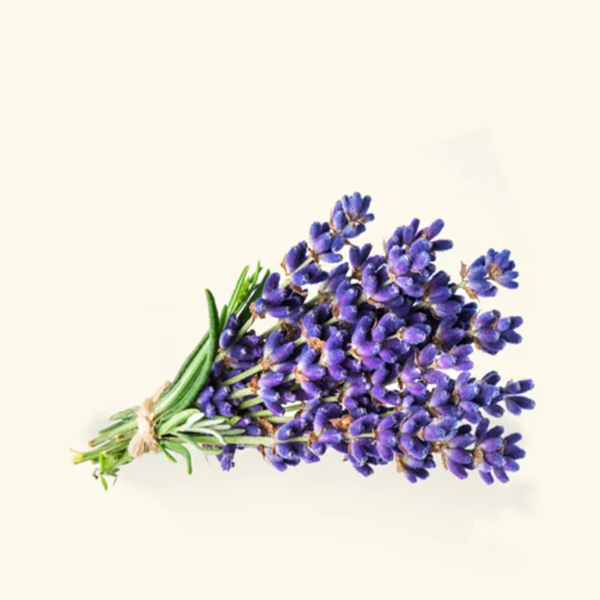 Lavender Oil